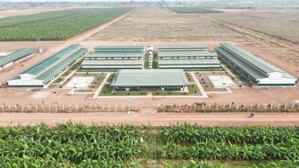 THACO AGRI promotes investment in facilities