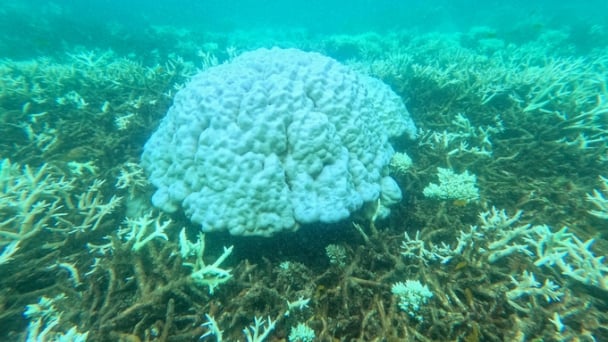 Con Dao stopped swimming and diving in many places to protect bleached coral