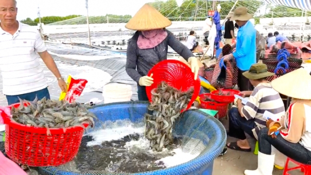 Ben Tre invests more than VND 500 billion in high-tech shrimp farming area