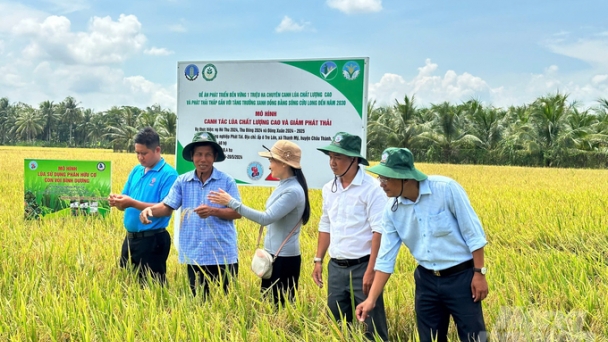 A high-quality rice model that increases profits by 7.6 million VND per hectare