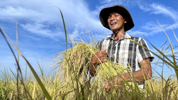 Supporting up to VND 3 million/ha/year for high quality rice land