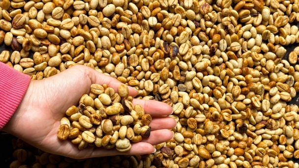 Robusta coffee prices are higher than Arabica which is unprecedented