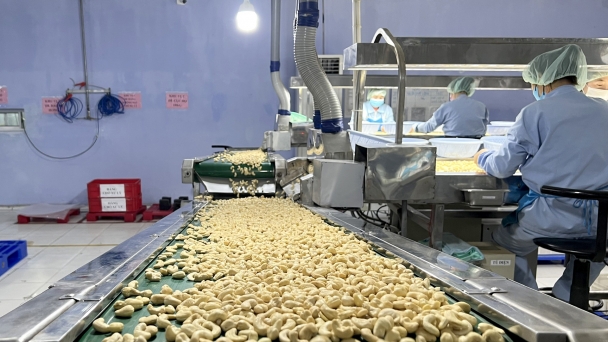 Cashew export prices continue to increase again