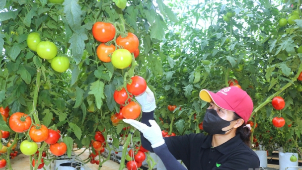 Inauguration of the Rijk Zwaan Vietnam research and development center