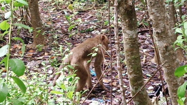 Release of 5 long-tailed macaques into Can Gio protective forest