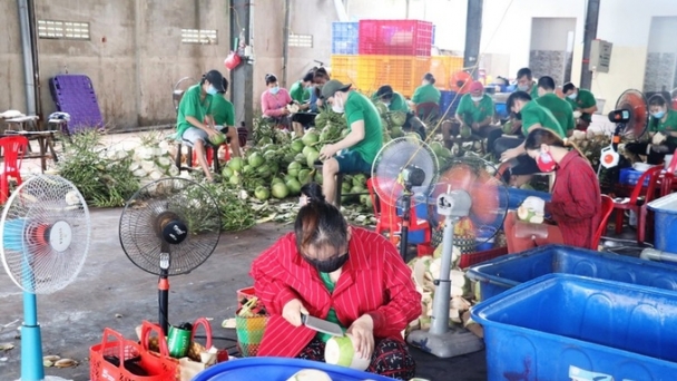 Green coconut and green-skinned grapefruit from Ben Tre are granted protection certificates