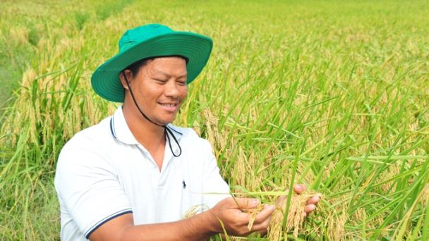 The smart rice farming model yields a profit of 54 million VND per hectare