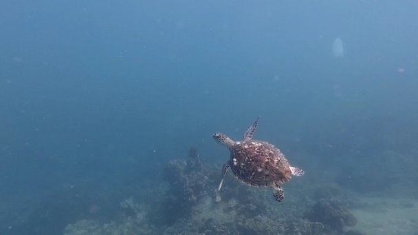 Sea turtles reappear in Nha Trang Bay