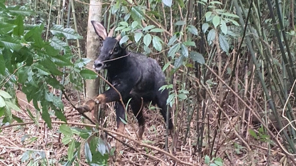 The Tuong Duong protective forest rescues a rare mountain goat