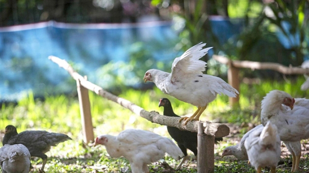 New style of raising chickens: No antibiotics, let chickens sunbathe