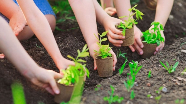 Quang Binh develops afforestation