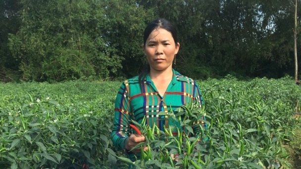 Binh Dinh chili is less nervous: Organic farming for export