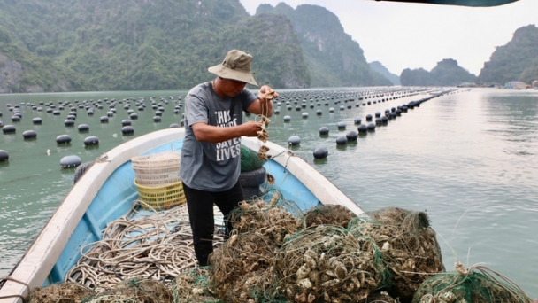 Reviving Quang Ninh's marine farming industry: Settling down first, making a living second