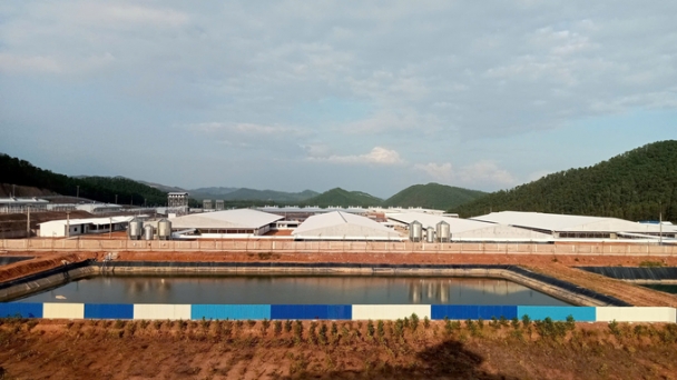 The largest high-tech pig farm in Quang Ninh is about to go into operation