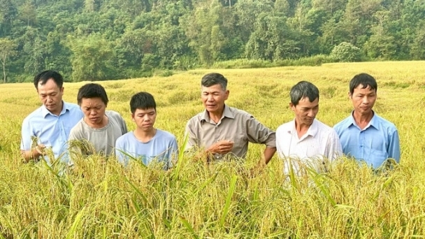 Growing rice organically, the price is VND 5,000 per kilogram higher