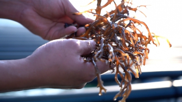 Enterprises is reluctant in seaweed production and processing