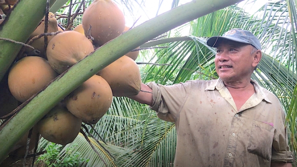 Tien Giang seizes the opportunity to export fresh coconuts