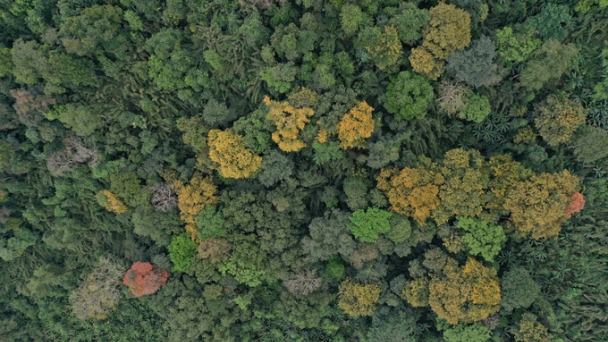 Promising new potential of forest carbon credit in Vietnam