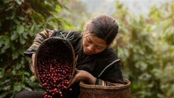 Gia Lai develops sustainable coffee against deforestation