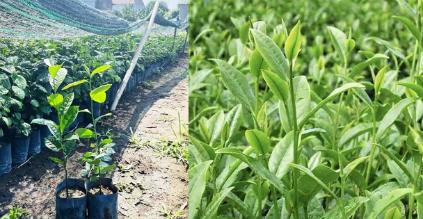 The importance of tea varieties for the Vietnamese tea industry