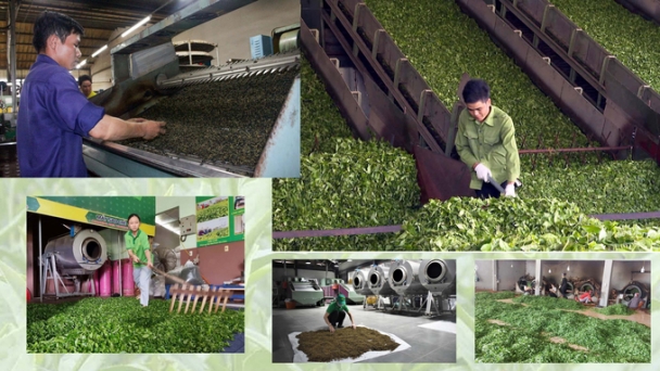 Changing technology to improve the quality of exported tea