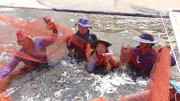 Positive signals for the end of challenging year for the shrimp industry in the Mekong Delta