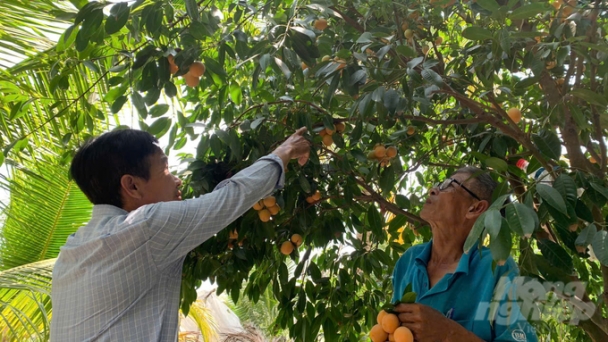 The secret of a billionaire growing sweet plum mango