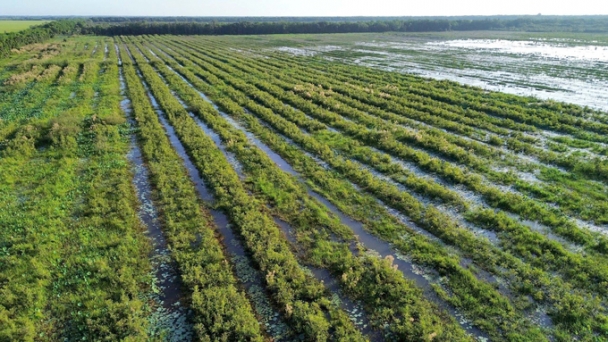 C.P. Vietnam hands over the 17-hectare melaleuca forest restoration project in Long An