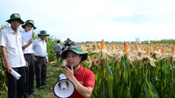 Ngô thêm năng suất, chất lượng nhờ phân bón Lâm Thao