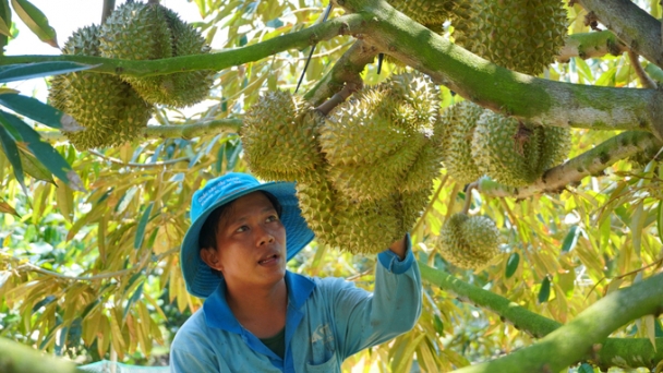 China spends more than VND 100,000 billion for Vietnamese fruits and vegetables