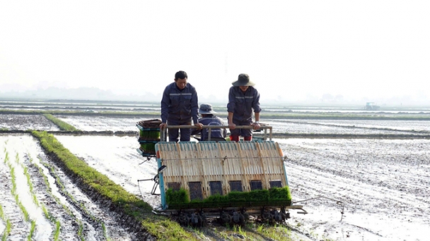 1.000 ha đất lúa ngập sâu, Quảng Trị 'chạy đua' tiêu úng