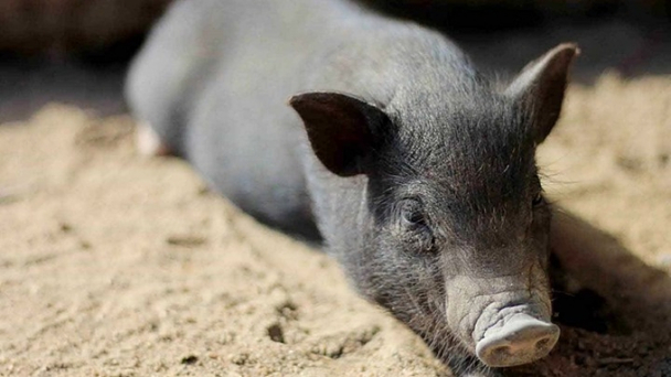 Live pig prices on February 3, 2025: Protecting livestock