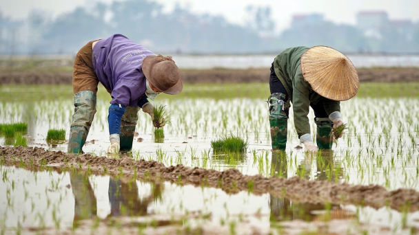 Tranh thủ nắng ấm, nông dân gieo cấy lúa đông xuân