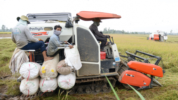 Tiền Giang: Mưa trái mùa diện rộng, đề phòng xâm nhập mặn