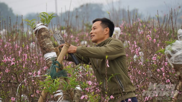 Vùng đào cảnh thu hơn 300 tỷ đồng mỗi năm