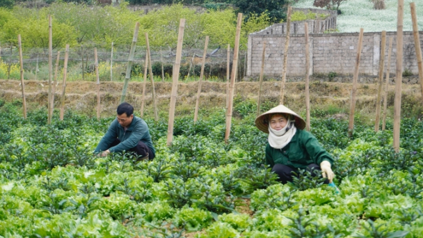 Cuộc thi viết 'Nông nghiệp hữu cơ vì sự tăng trưởng xanh, phát triển bền vững'