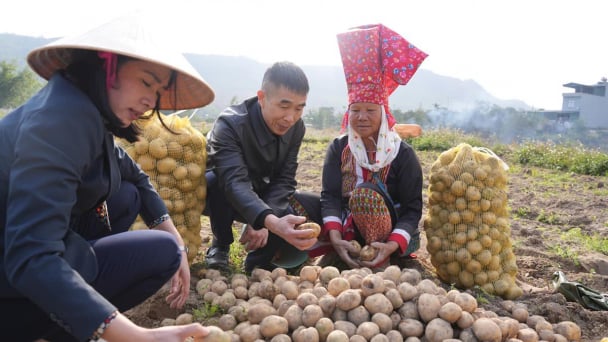 Modeling Atlantic potato material area in Quang Ninh