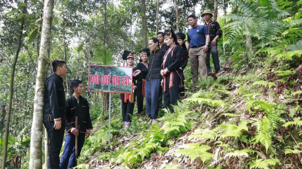 'Đồi quế ơn Bác' dẫn dắt kỹ thuật trồng quế cho bà con người Dao