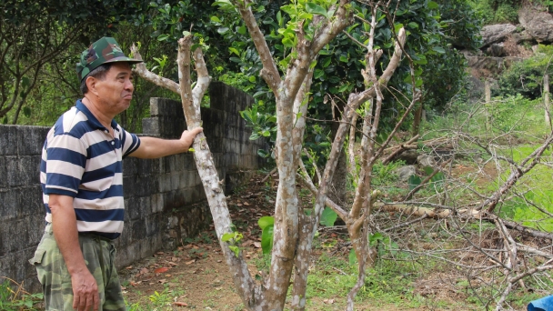 Khát khao khôi phục vùng cam sành Tân Lĩnh