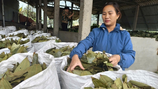 Cinnamon leaves have become an export commodity to India