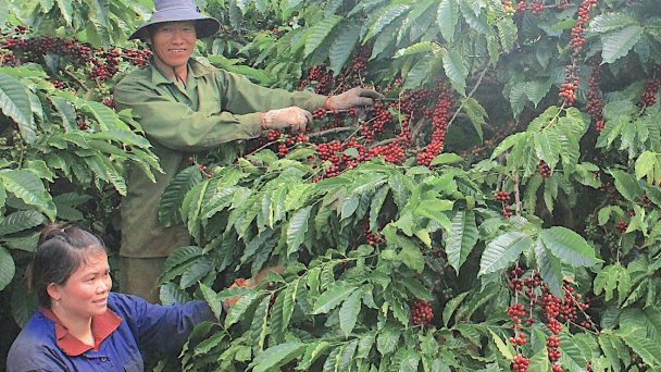 Ngành cà phê thay đổi để tuân thủ 'luật lệ' mới từ EU