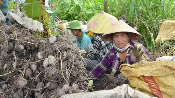 Khoai lang chuẩn bị xuất khẩu chính ngạch sang Trung Quốc