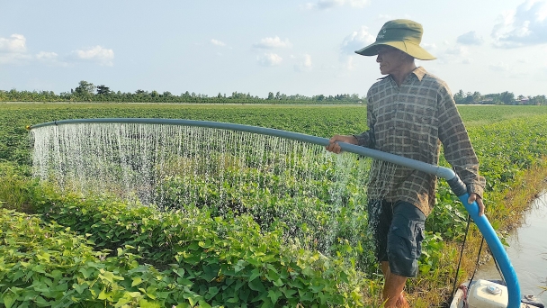 Chuẩn bị xuất khẩu lô khoai lang chính ngạch đầu tiên sang Trung Quốc