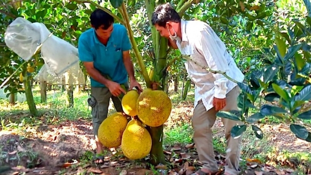 Cây mít ruột đỏ bén duyên vùng đất Vĩnh Long