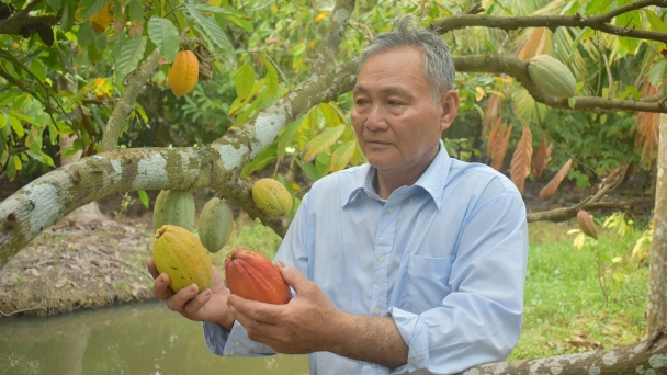 Trồng ca cao, tuần nào cũng có tiền