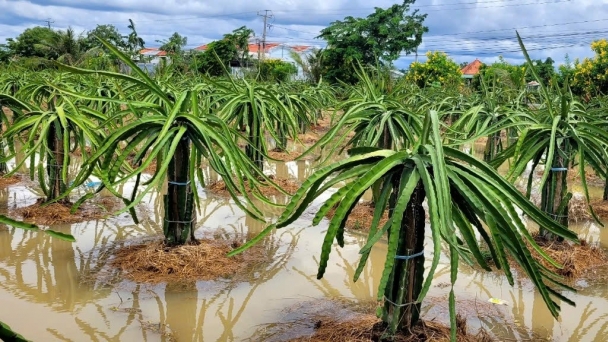 Mưa to gây ngập trên diện rộng ở Tiền Giang