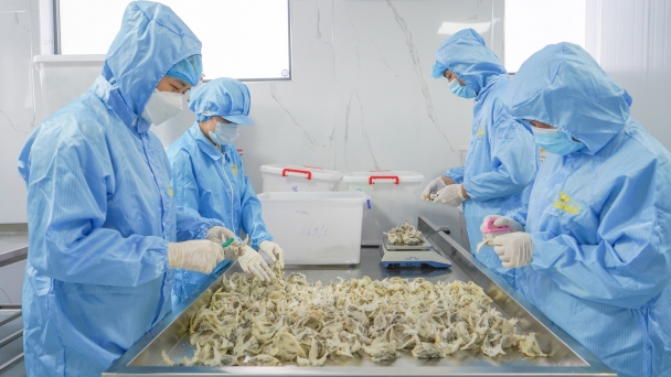 Upgrading the quality of bird's nest for official export to China