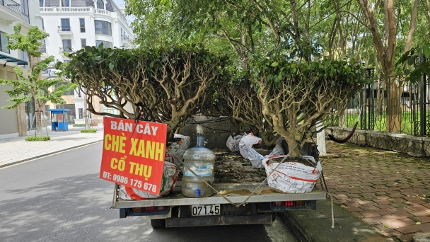 Chè 'cổ thụ' bày bán như... rau