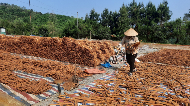 Bình Liêu vươn mình từ kinh tế lâm nghiệp