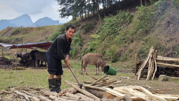 Tết lạnh, người dân Sa Pa căng sức chống chọi cùng đàn trâu